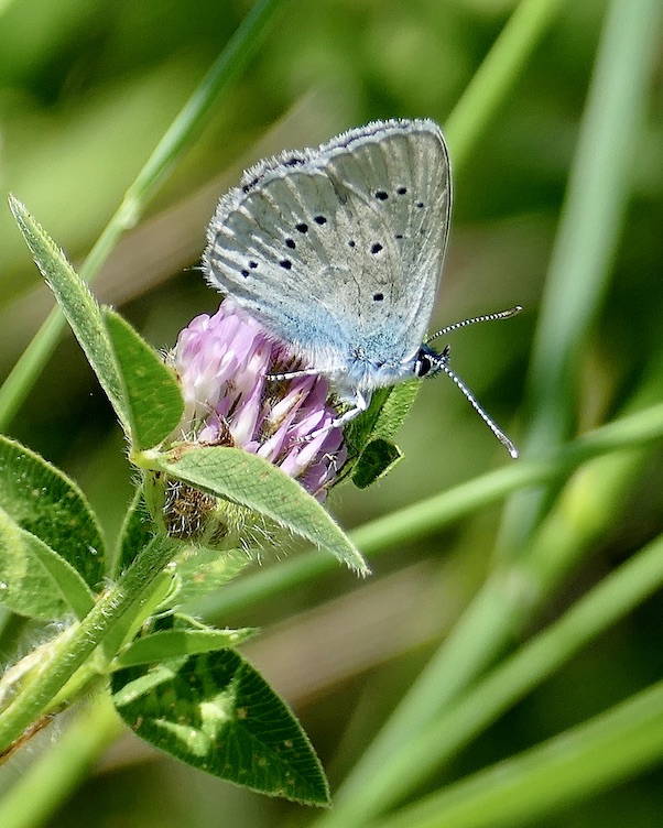 mazarine blue